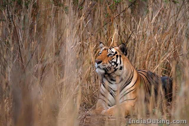 Tiger in Periyar Wildlife Sanctuary
