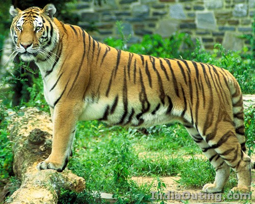 standing tiger