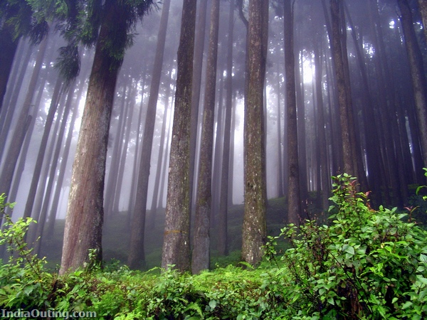 darjeeling misty trees