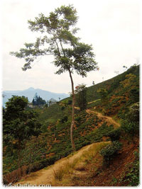 Darjeeling Tea Path