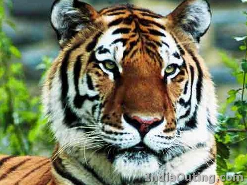 close-up pic of a tiger