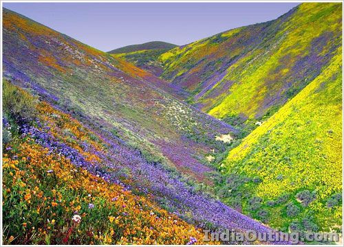 valley of flowers 1