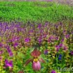 valley of flowers 4
