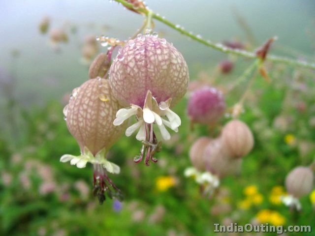 valley of flowers 5