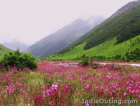 valley of flowers 7